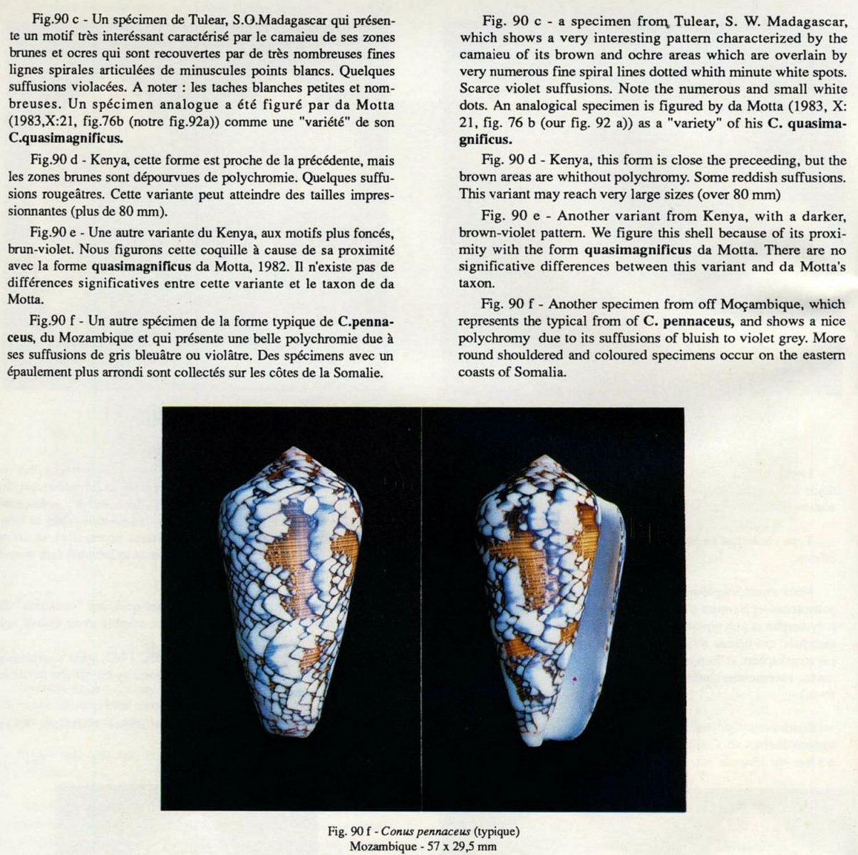 Conus pennaceus, Born 1778